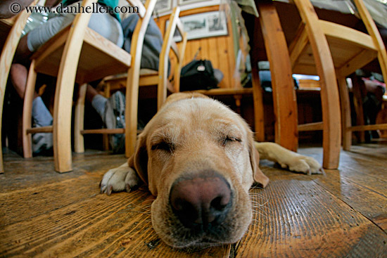 floor-dog-3.jpg