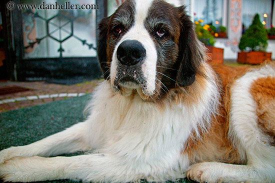 st_bernard-1.jpg