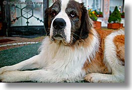 alto adige, animals, dogs, dolomites, europe, horizontal, italy, st bernard, photograph