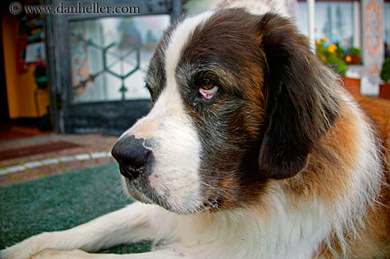 st_bernard-2.jpg