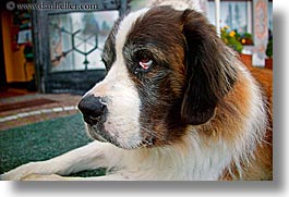 alto adige, animals, dogs, dolomites, europe, horizontal, italy, st bernard, photograph