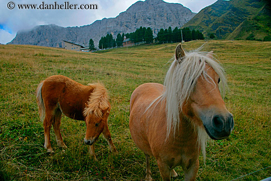blond-pony-1.jpg