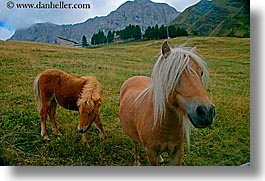 alto adige, animals, blonds, dolomites, europe, horizontal, horses, italy, nose, pony, photograph