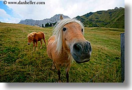 alto adige, animals, blonds, dolomites, europe, horizontal, horses, italy, nose, pony, photograph