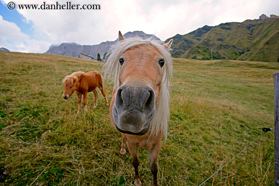 blond-pony-3.jpg