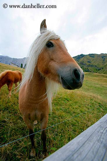 blond-pony-4.jpg