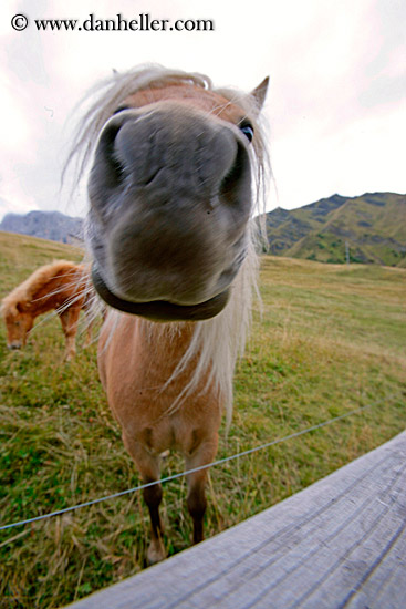 blond-pony-6.jpg