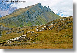alto adige, animals, dolomites, europe, horizontal, italy, sheep, tofane, photograph