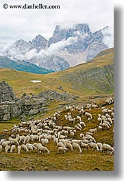 alto adige, animals, dolomites, europe, italy, sheep, tofane, vertical, photograph