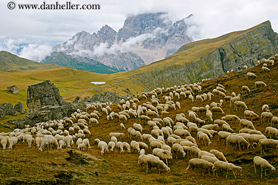 tofane-sheep-4.jpg