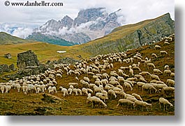 images/Europe/Italy/Dolomites/Animals/Sheep/tofane-sheep-4.jpg
