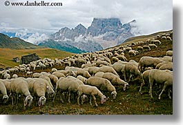 images/Europe/Italy/Dolomites/Animals/Sheep/tofane-sheep-5.jpg