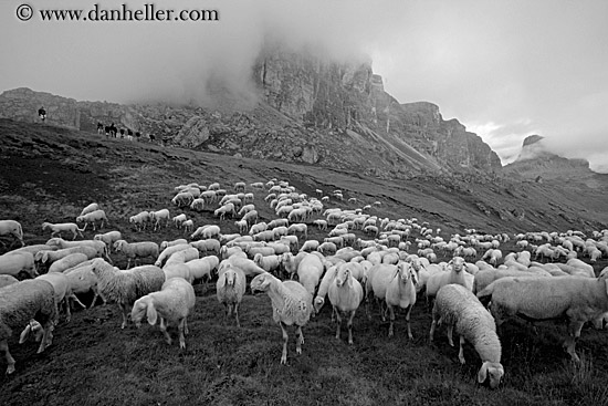 tofane-sheep-6.jpg