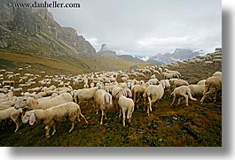 images/Europe/Italy/Dolomites/Animals/Sheep/tofane-sheep-7.jpg
