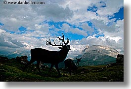 alto adige, animals, bucks, doe, dolomites, europe, horizontal, italy, photograph