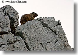 alto adige, animals, dolomites, europe, horizontal, italy, marmut, photograph