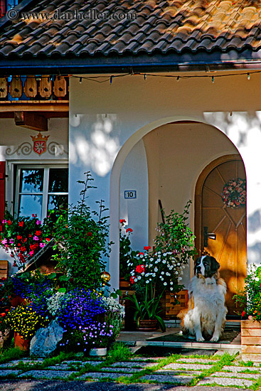 st-bernard-in-doorway.jpg