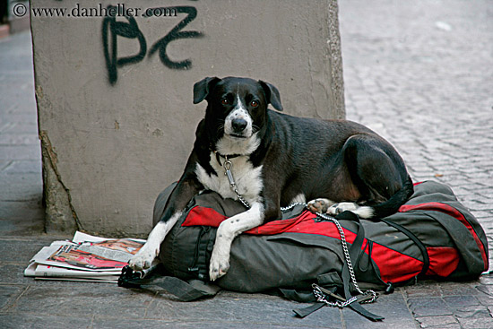 homeless-dog.jpg