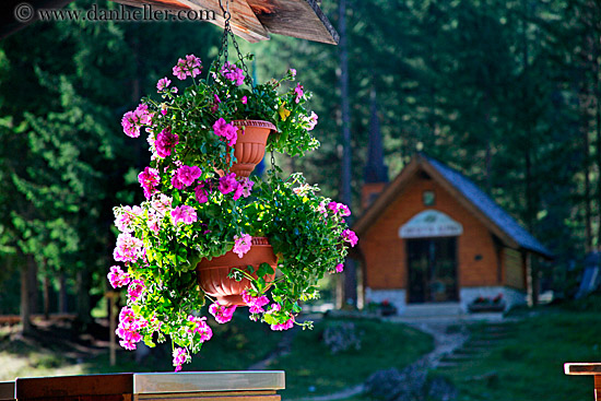 hanging-flowers.jpg