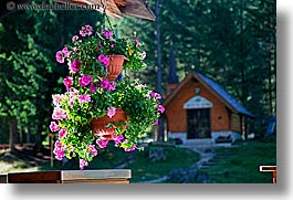 alto adige, dolomites, europe, flowers, hangings, horizontal, italy, photograph