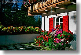 alto adige, dolomites, europe, flowers, horizontal, italy, moseralm, photograph