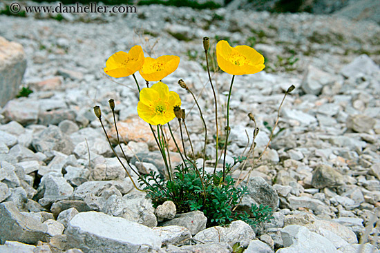 mountain-poppies-1.jpg