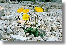 alto adige, dolomites, europe, flowers, horizontal, italy, mountains, poppies, photograph