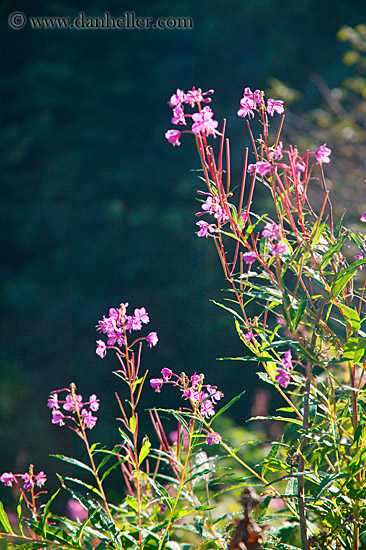 purple-flowers-1.jpg