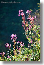 alto adige, dolomites, europe, flowers, italy, purple, vertical, photograph