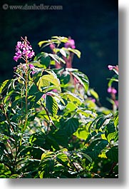 alto adige, dolomites, europe, flowers, italy, purple, vertical, photograph