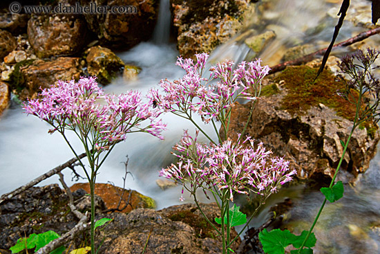 river-flowers.jpg