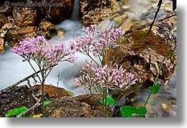 alto adige, dolomites, europe, flowers, horizontal, italy, rivers, slow exposure, photograph