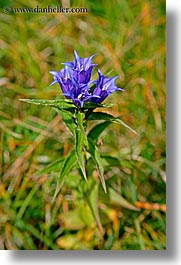 alto adige, dolomites, europe, flowers, italy, purple, spikey, vertical, photograph