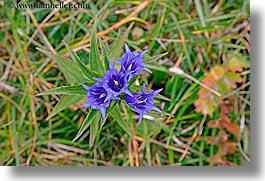 alto adige, dolomites, europe, flowers, horizontal, italy, purple, spikey, photograph