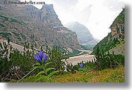 alto adige, dolomites, europe, flowers, horizontal, italy, purple, spikey, photograph