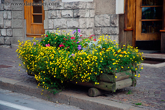 street-flowers.jpg