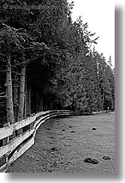 alto adige, black and white, dolomites, europe, fences, italy, nature, tress, vertical, photograph