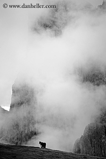 rasciesa-horses-in-fog-06.jpg