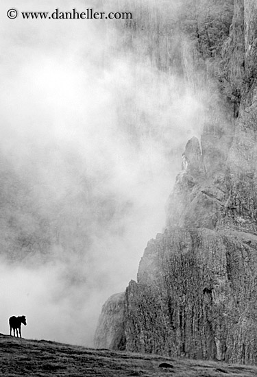 rasciesa-horses-in-fog-08.jpg