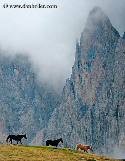 rasciesa-horses-in-fog-09.jpg