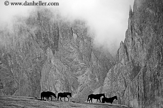 rasciesa-horses-in-fog-10.jpg