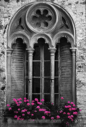 window-flowers-bwc.jpg
