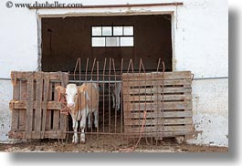 alberobello, cows, europe, horizontal, italy, puglia, stables, photograph