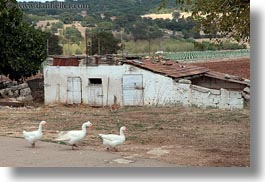 alberobello, europe, geese, horizontal, italy, puglia, threes, white, photograph