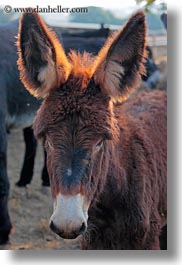 alberobello, babies, donkeys, europe, italy, mule farm, puglia, vertical, photograph