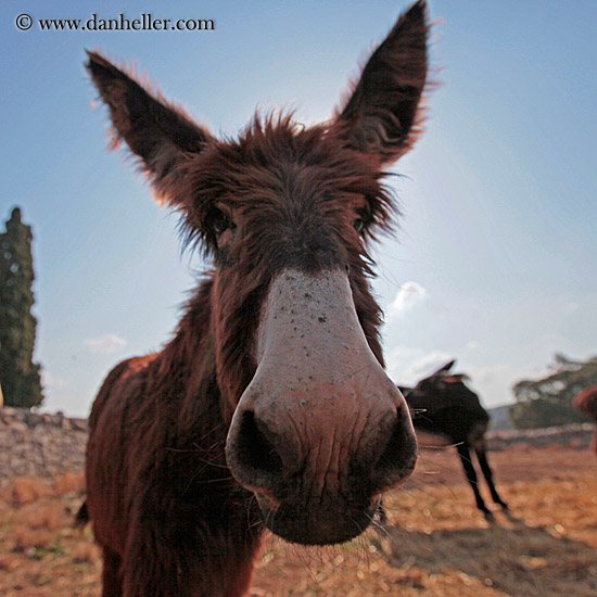 big-donkey-nose-2.jpg