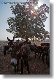 alberobello, donkeys, europe, italy, mule farm, puglia, vertical, photograph