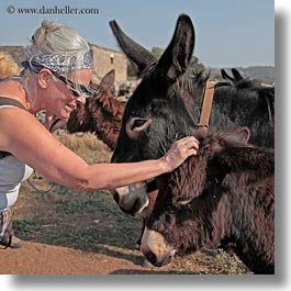 alberobello, colors, donkeys, europe, evie, gray, italy, mule farm, people, puglia, square format, womens, photograph
