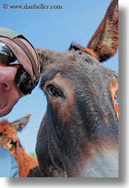 alberobello, donkeys, europe, italy, mule farm, puglia, self-portrait, vertical, photograph