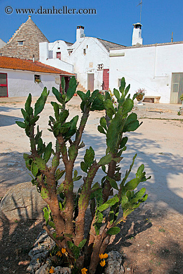 cactus-n-house.jpg